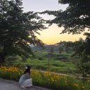 숲바람수변공원 | 세종 숲바람 장미원 5월 말 실시간 개화 현황, 주차 및 금계국 산책로 솔직 후기