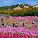 꽃으로 힐링 ** 이미지