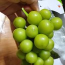대지상회 이미지