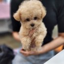 크림푸들 가족이야기 이미지