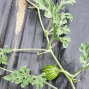 가온누리 농장 이미지