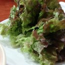 배신식당 이미지