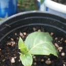 강보농장 이미지