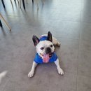 단독 dandog 네이버블로그