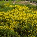 가고파플라워 이미지