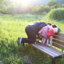 고창황토인삼