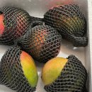 브리지팜 이미지