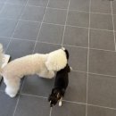 뽀송그루밍 이미지