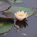 수련
