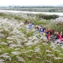 영산강서창들녘억새길 이미지