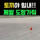 내가할개 이미지