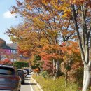 병천-19-01 | [경기도 광주] 가을 단풍명소 화담숲 솔직후기 (22.10.29)