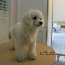 콩이 애견샵 이미지