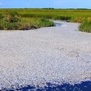 Two Million Dead Fish Appear in Chesapeake Bay 이미지