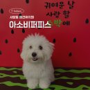 아소비 | 인천 서창동 애견유치원, 아소비퍼피스 가격 및 찐 후기