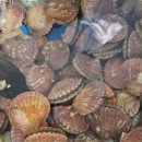 해물과조개 이미지