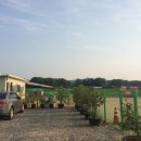 레이지독 이미지