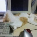 낭만고양이 이미지