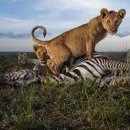 세렝게티 이미지