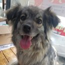 도담이 이미지