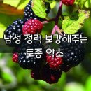 토종약초