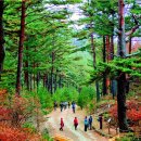 별과 소나무 이미지