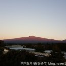 위미 모루왓 이미지