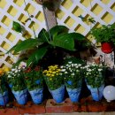 꽃그림 천아트 이미지