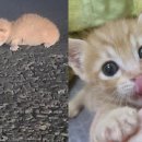 천사캣 이미지