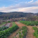 번개농장 이미지