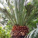 바우바우 이미지