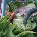 삼식농장 이미지