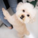 엘레강스펫샵 이미지