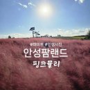 소나무목장 | 안성 가을여행 가볼만한 곳 안성팜랜드 핑크뮬리 코스모스 현재 상황(25.10.27) 데이트 명소