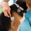 윤슬동물병원 이미지