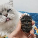 왕소 이미지