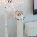 (주)파우제