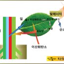 AI식물의 탄소동화작용 이미지