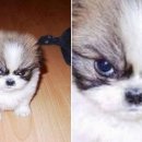 뽀시래기 이미지