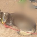 내가 쏜 닭 이미지