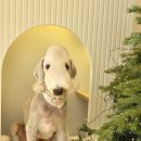 알로하펫 이미지