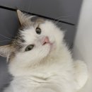 냥이는꿀꿀 이미지