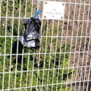 콩밭매는 강아지 이미지