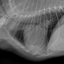 모리동물병원 이미지