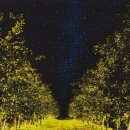 꿈꾸는 나무 이미지