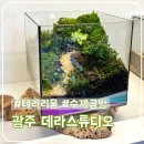 한국워디언케이스협회 | 광주 테라리움 원데이클래스 데라스튜디오 체험 후기