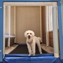 Welcome to | 킹덤키즈풀빌라 가평, 애견동반 가평 풀빌라, 킹덤키즈 방문후기