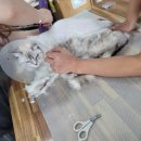 냥이 이발소 이미지