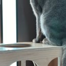 냥냥늉늉 이미지