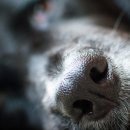 서동물병원 이미지